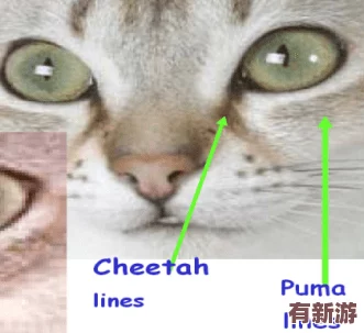 色貓貓視頻站：一個匯聚多樣化內容的平臺-帶你領略豐富的視覺體驗與創意表達