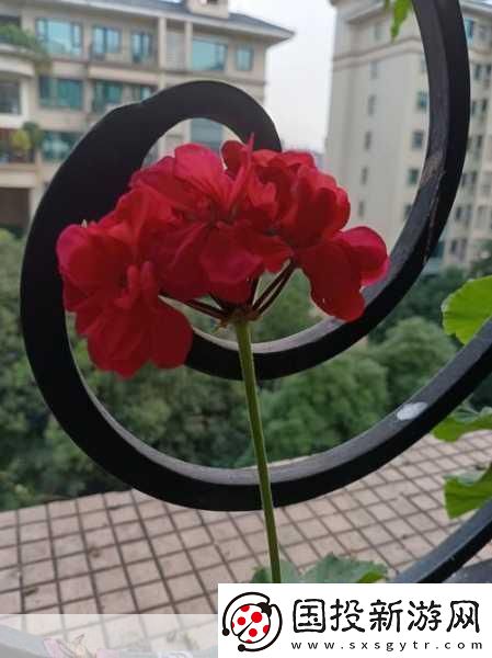 老公親我的小花園最火的一句內容停更：1.-在老公的寵愛中綻放的小花園