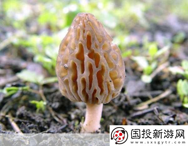 老牛嫩草一二三產品區別蘑菇視頻