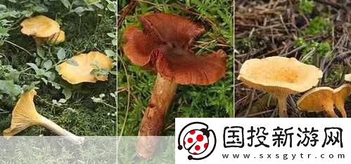 老牛嫩草一二三產(chǎn)品區(qū)別蘑菇視頻：1.-老牛嫩草：揭秘蘑菇視頻的獨特風(fēng)味與營養(yǎng)