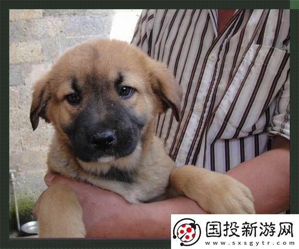 東北巨犬蛻變記：奇葩科技狂潮下的另類網紅
