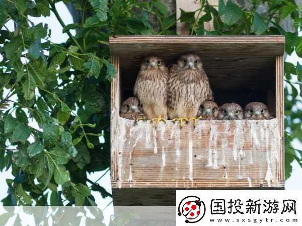 Mama-Hawk翱翔天際-化身鷹媽媽主宰藍天！