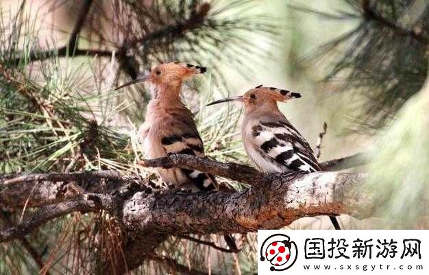 老孫頭在春天里的別樣故事