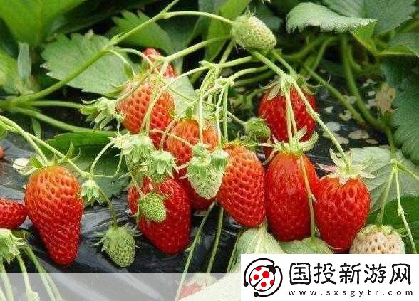 草莓my.1688：當(dāng)然可以！