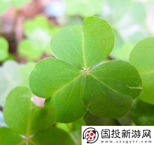 三葉草-gw4334：神奇植物的獨特魅力