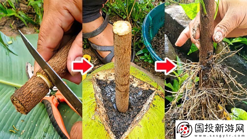 扦插bb有什么好處視頻：讓您了解更多關于植物繁殖的方法